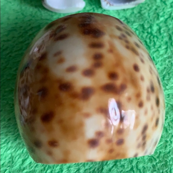 Vintage Seashell set of 7 napkin rings - Picture 9 of 16